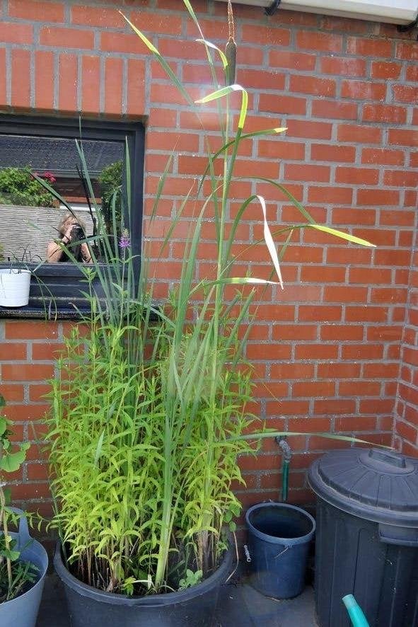 bak met vijverplanten, Ophalen