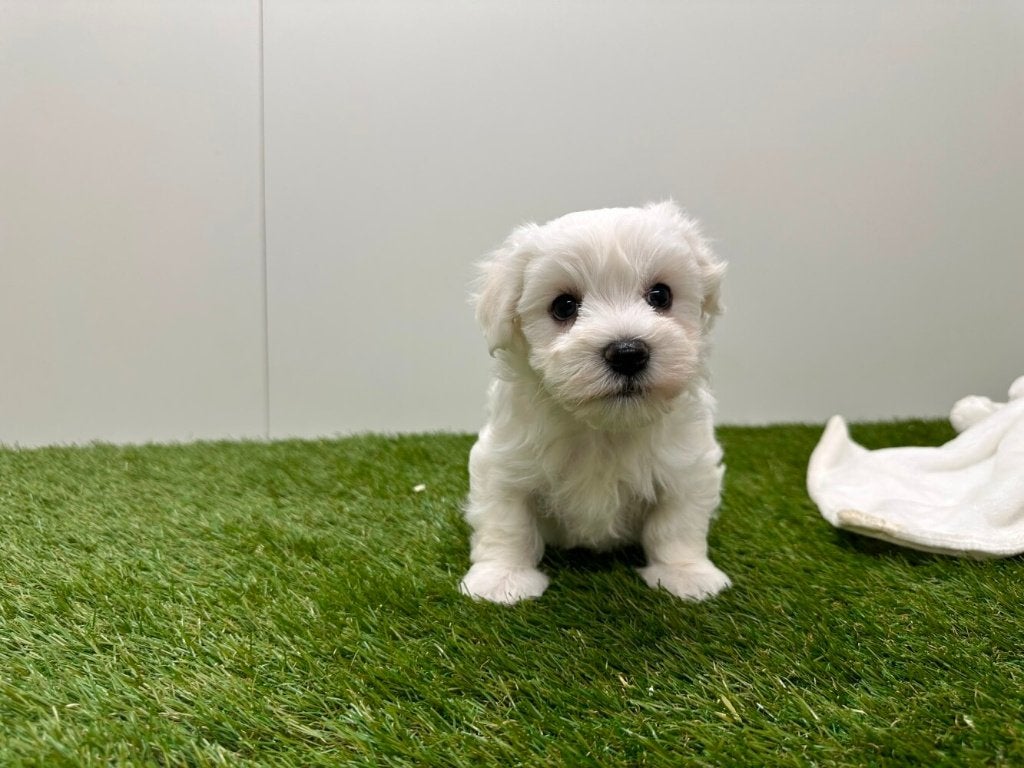 Portée de chiots Bichon Maltais, Animaux & Accessoires, Chiens | Chihuahuas & Chiens de compagnie, Bichon maltais, Plusieurs, Hépatite contagieuse (maladie de Rubarth)