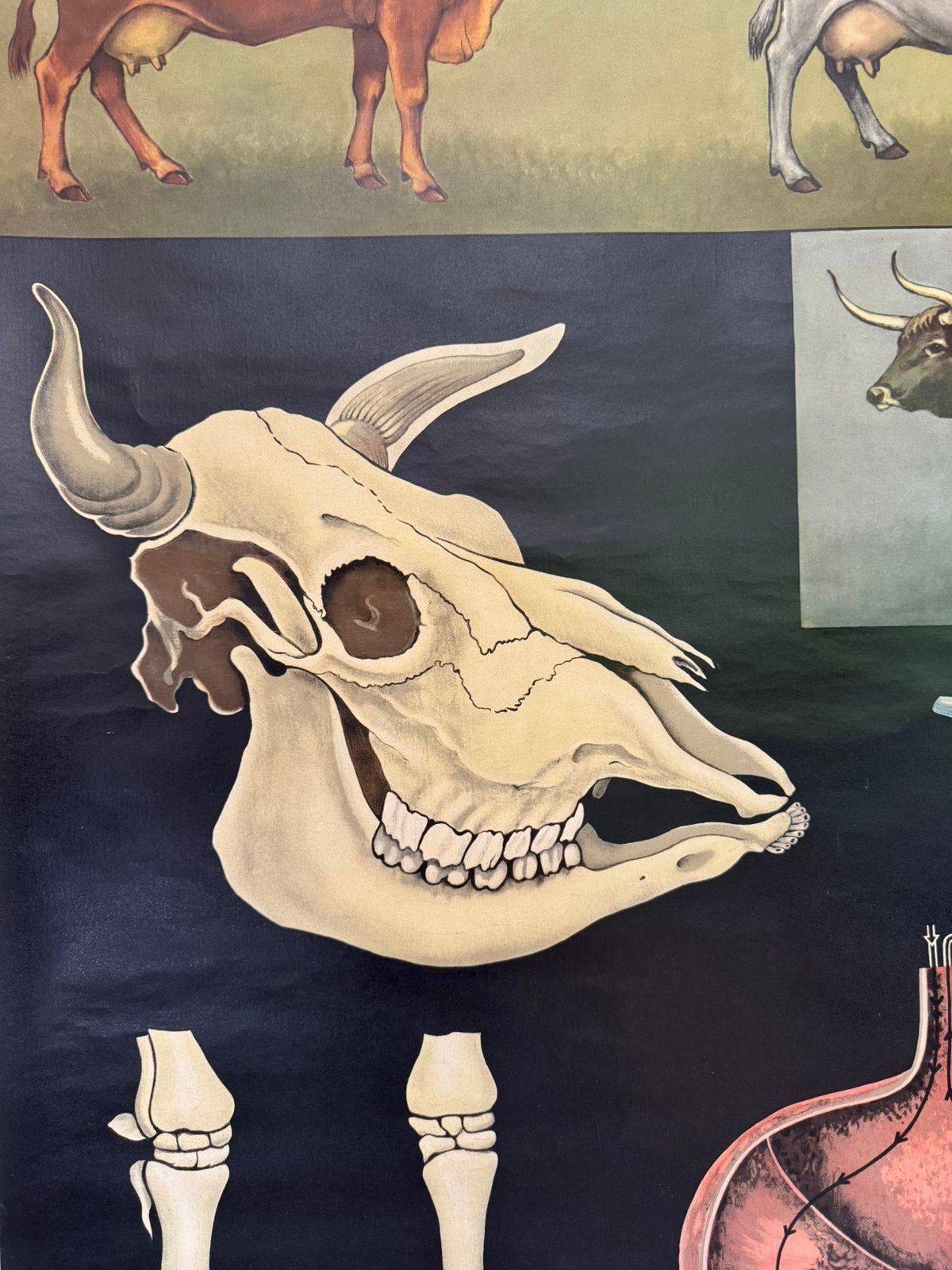 Schoolkaart De Koe, Antiek en Kunst, Ophalen, Natuur en Biologie