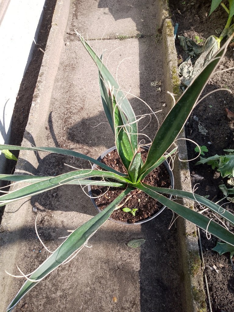 yucca treculeana, Enlèvement