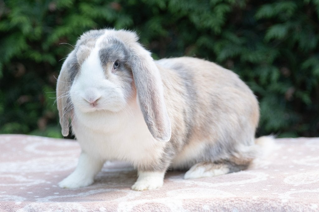Franse hangoor konijnen, Dieren en Toebehoren, Konijnen, Meerdere dieren, Groot, Hangoor, 0 tot 2 jaar