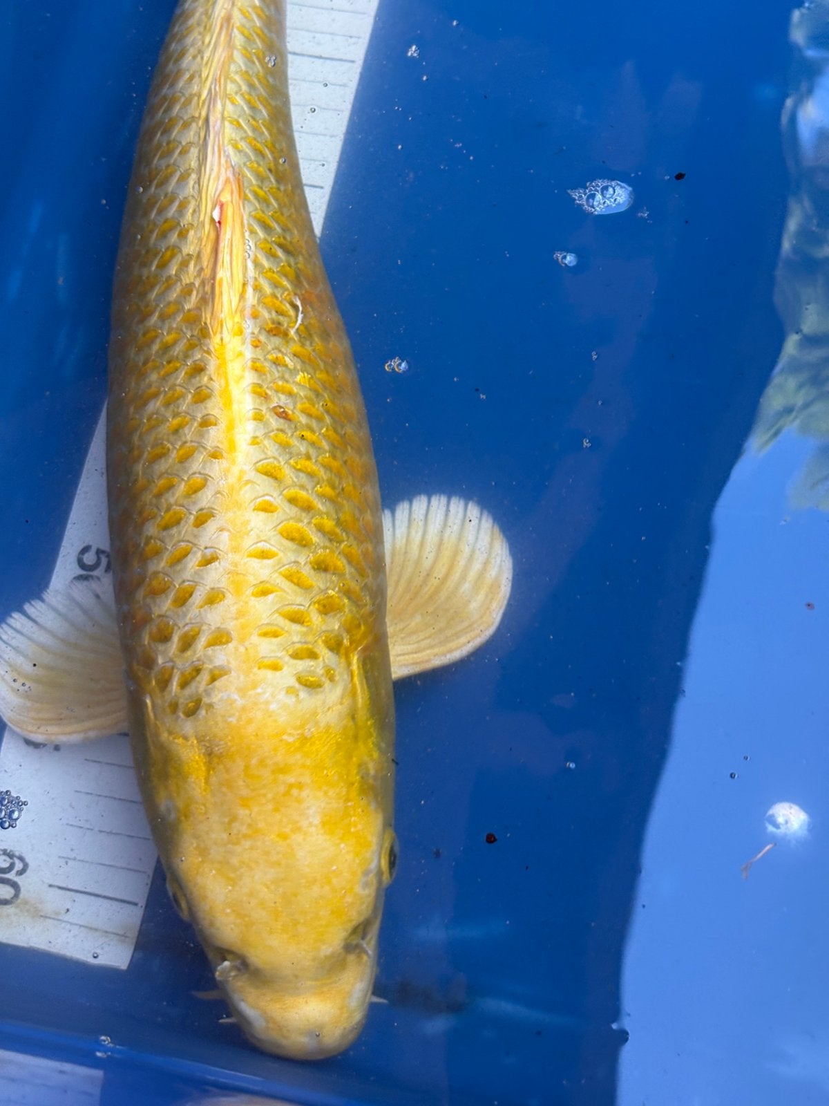 Zeer mooie koi 45 cm, Carpe ou Koï