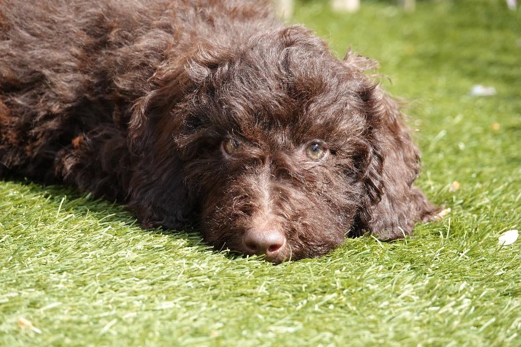 Chiots Labradoodle de petite taille moyenne (chocolate), Autres races, Plusieurs, Hépatite contagieuse (maladie de Rubarth), Belgique