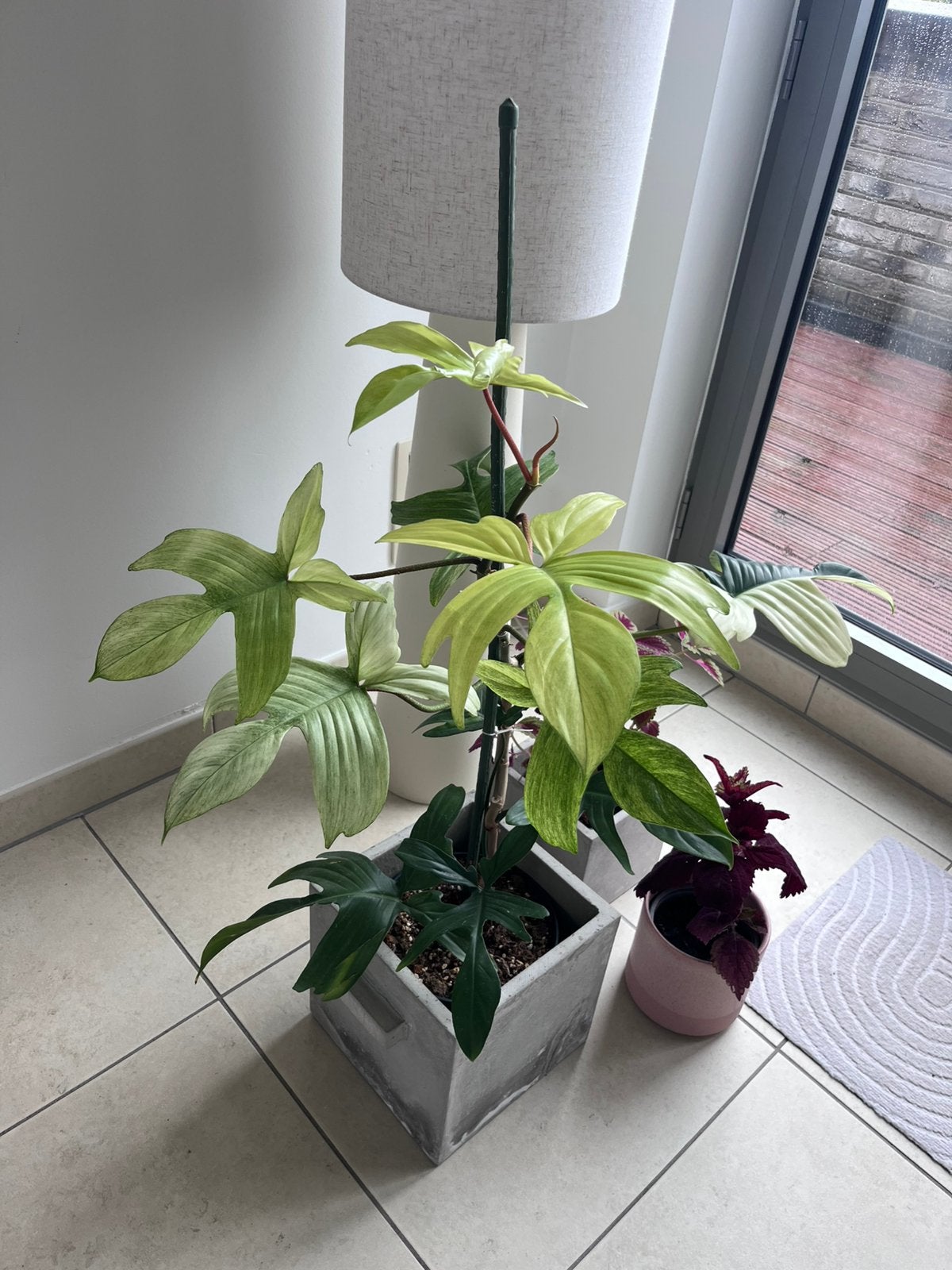 Philodendron, Enlèvement, Ombre complète, Moins de 100 cm