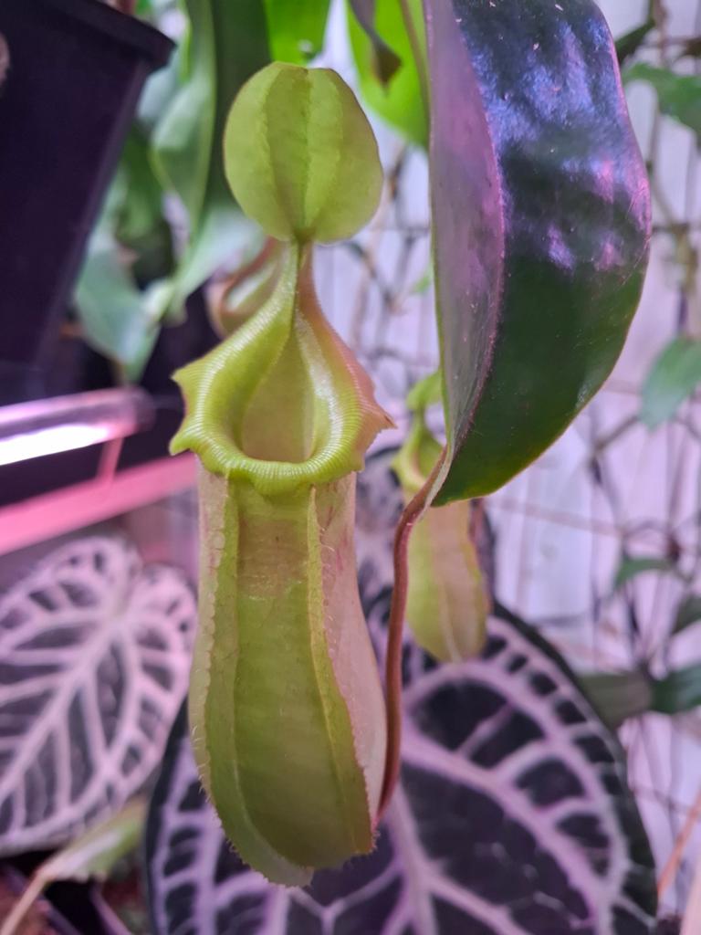 Nepenthes - Vleesetende planten, Huis en Inrichting, Kamerplanten, Ophalen, Overige soorten