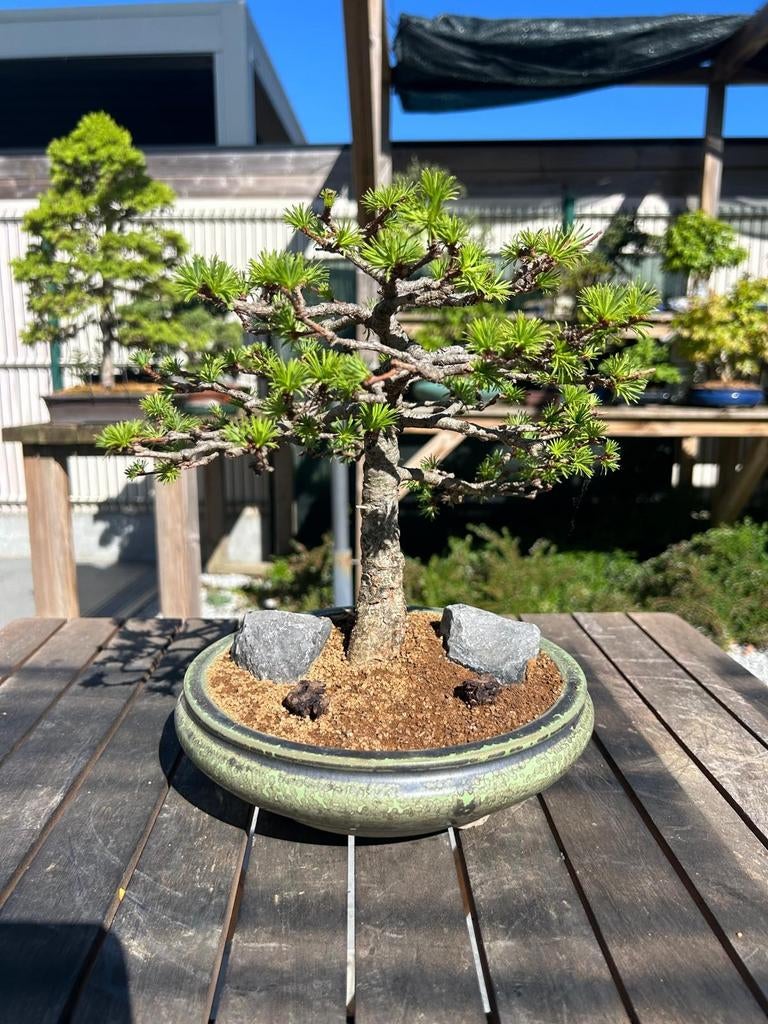 Europese Larix (+- 20-22cm), Tuin en Terras, Ophalen