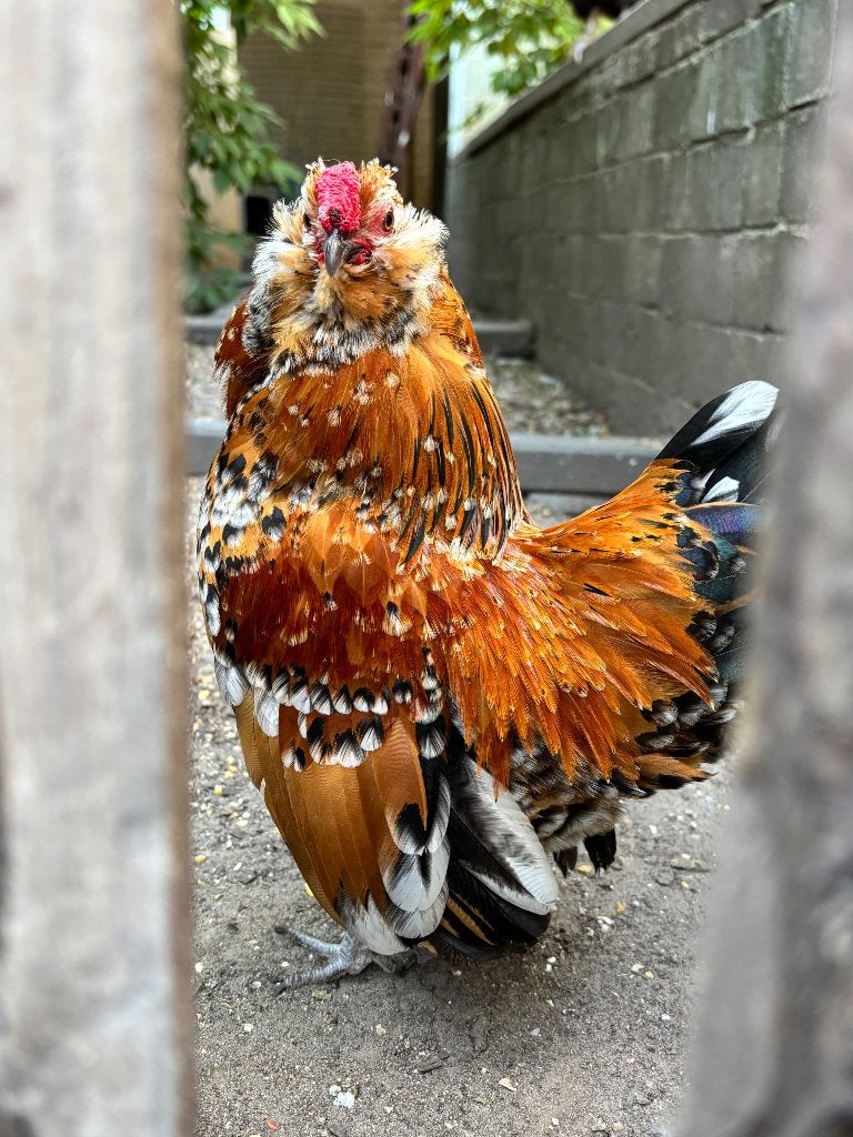 Antwerpse baardkriel haantjes, Dieren en Toebehoren, Pluimvee, Kip, Mannelijk
