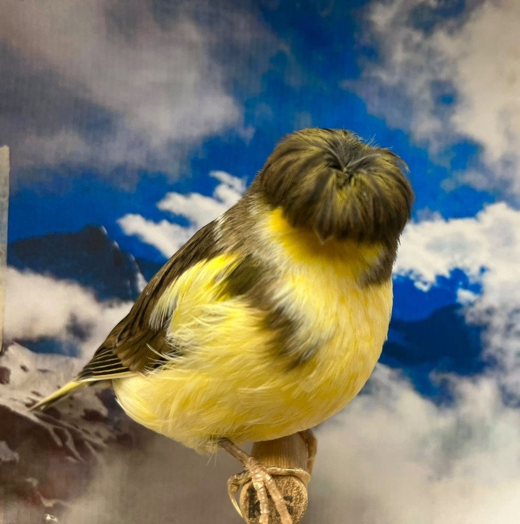 Parkieten  Vogelbeurs Aarschot 22-11-2026, Dieren en Toebehoren, Meerdere dieren, Postuurkanarie