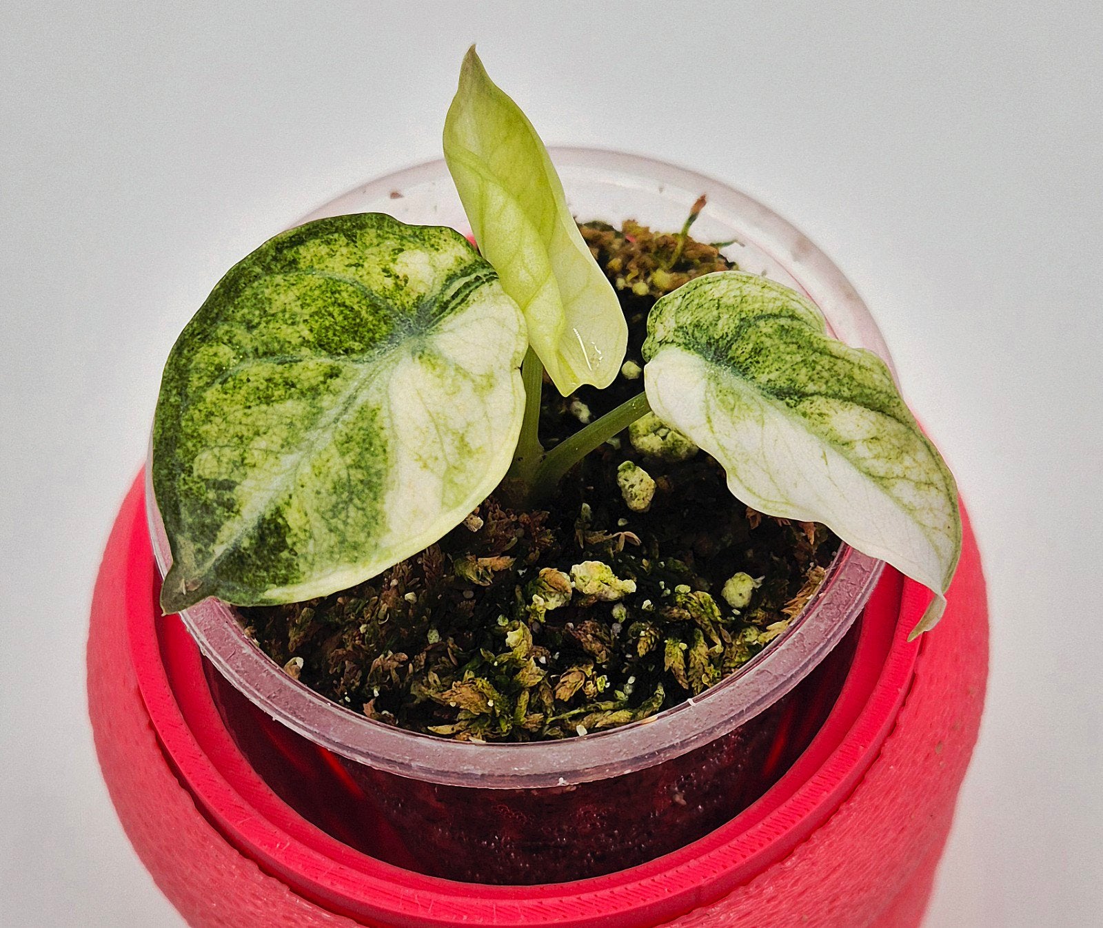 PLANTENVERKOOPJE ALERT!Alocasia, Philodendron, Monstera’s,., Ophalen of Verzenden