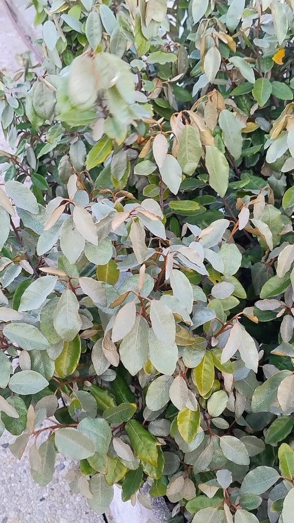 zilverbes struiken te koop, Tuin en Terras, Ophalen, Struik