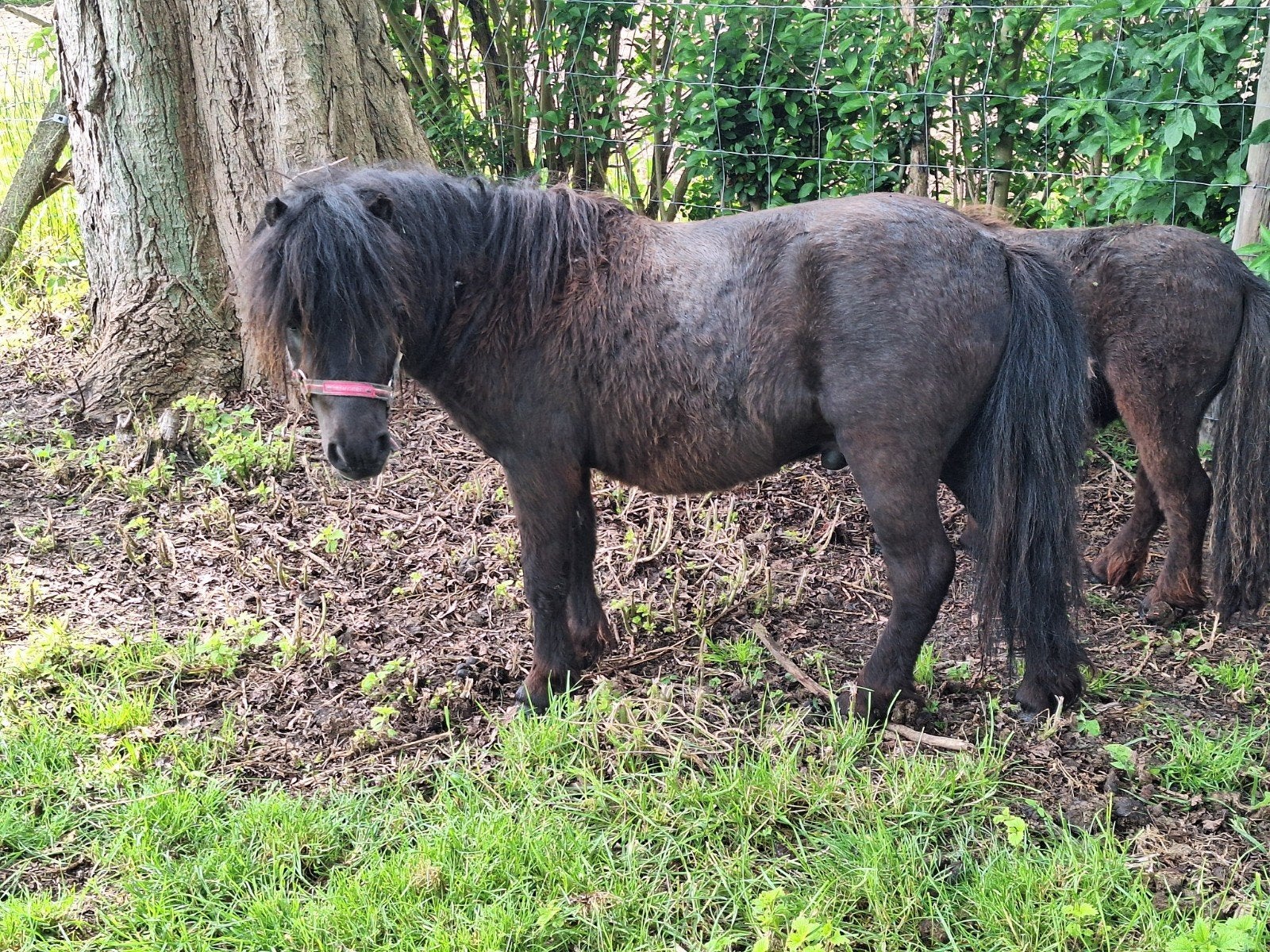 Shetland pony ,hengst 78 cm geb.21/04/2023,gechipt EQUIPAS., Hengst, Gechipt