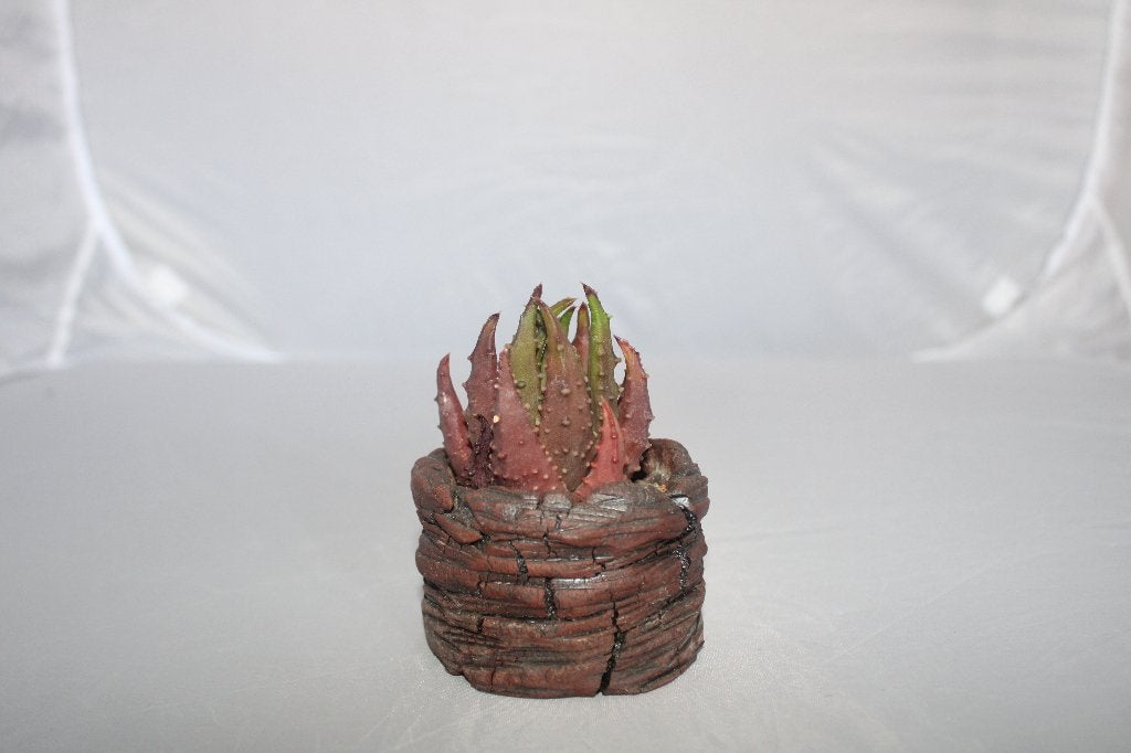 aloe brevifolia mill, Huis en Inrichting, Kamerplanten, Vetplant, Ophalen of Verzenden, Minder dan 100 cm, Volle zon