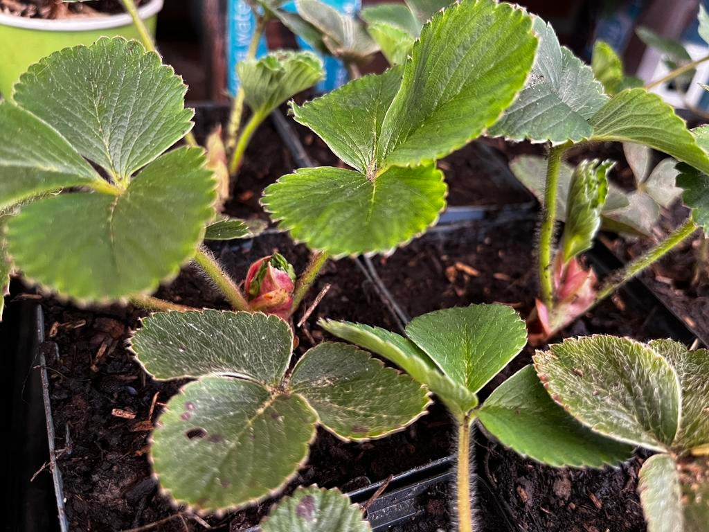 Des fraises fraîches de votre propre jardin? C'est  possible, Jardin & Terrasse, Plantes | Jardin, Été, Enlèvement ou Envoi
