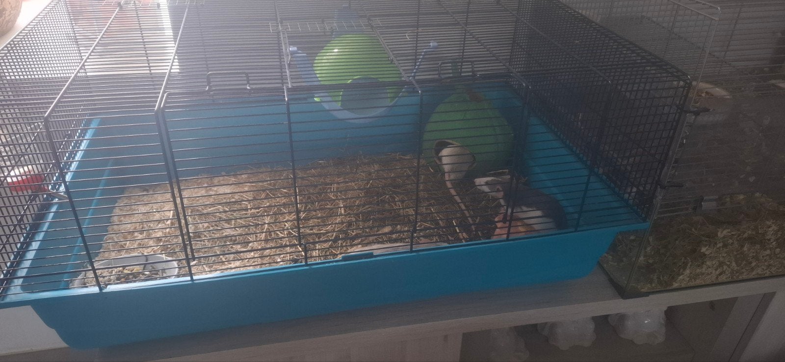3 tamme ratjes, Enlèvement