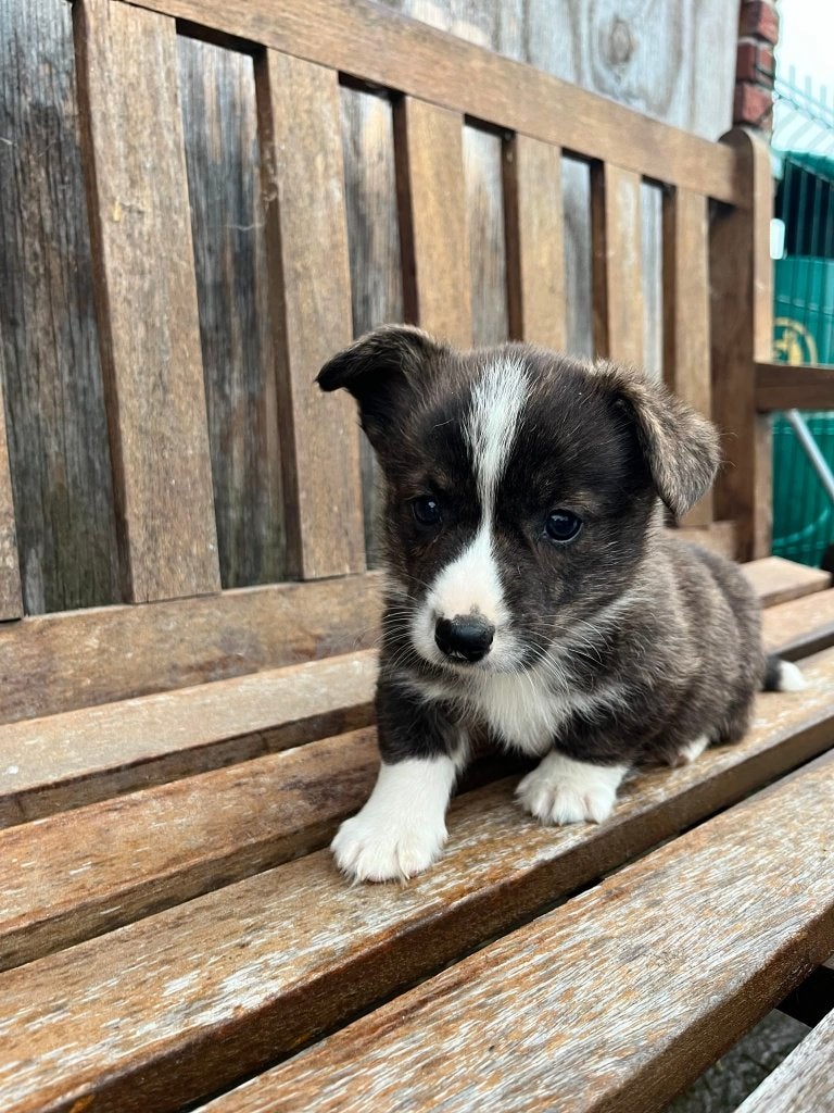 Prachtige Welsh Corgi pups zoeken een warme thuis, Animaux & Accessoires, Chiens | Bergers & Bouviers, Autres races, 8 à 15 semaines