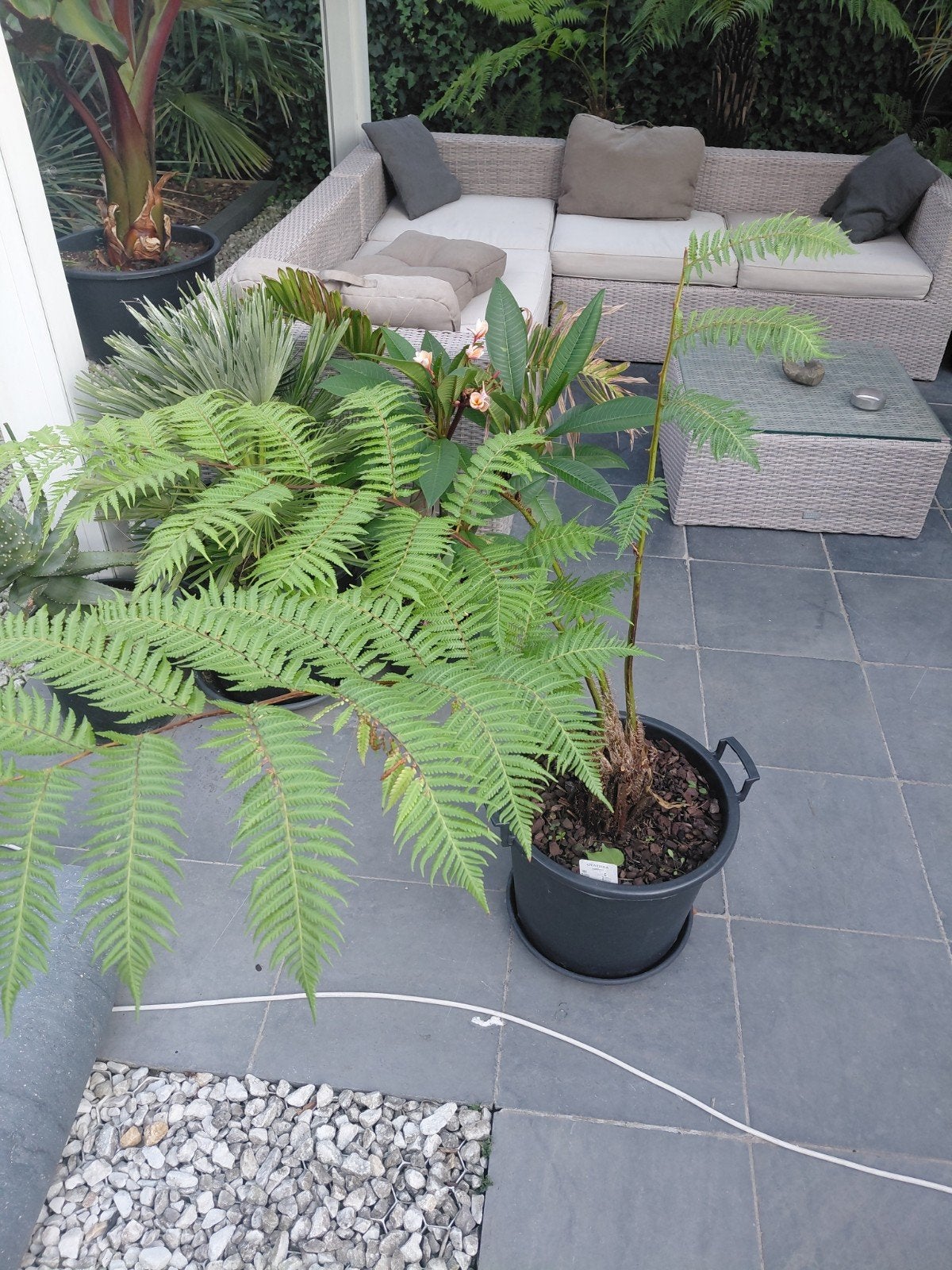 Cyathea Cooperi Boomvaren, Enlèvement