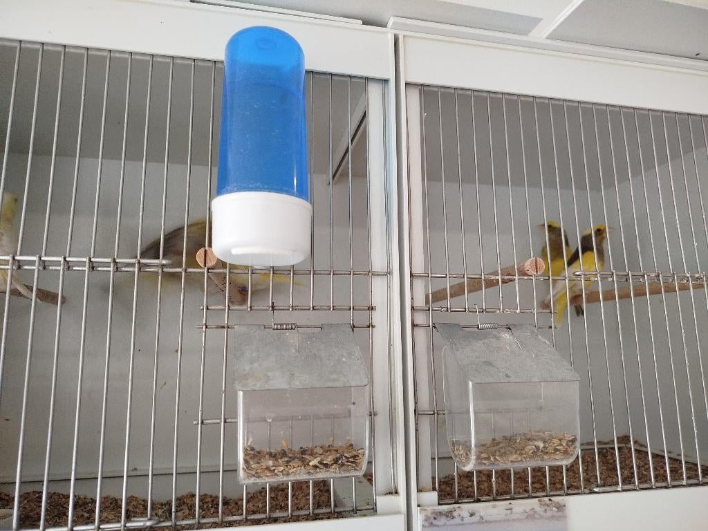 Bonte groenvinken, Dieren en Toebehoren