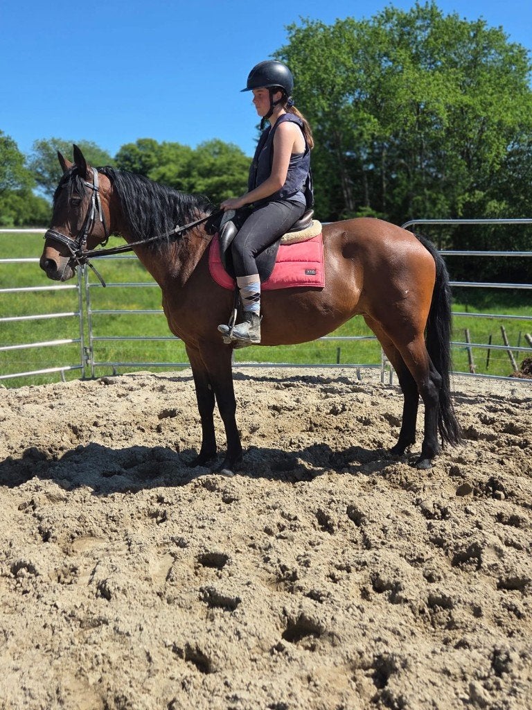 Zeer mooie merrie, Dieren en Toebehoren, Merrie, Met stamboom, Dressuurpaard, Zadelmak