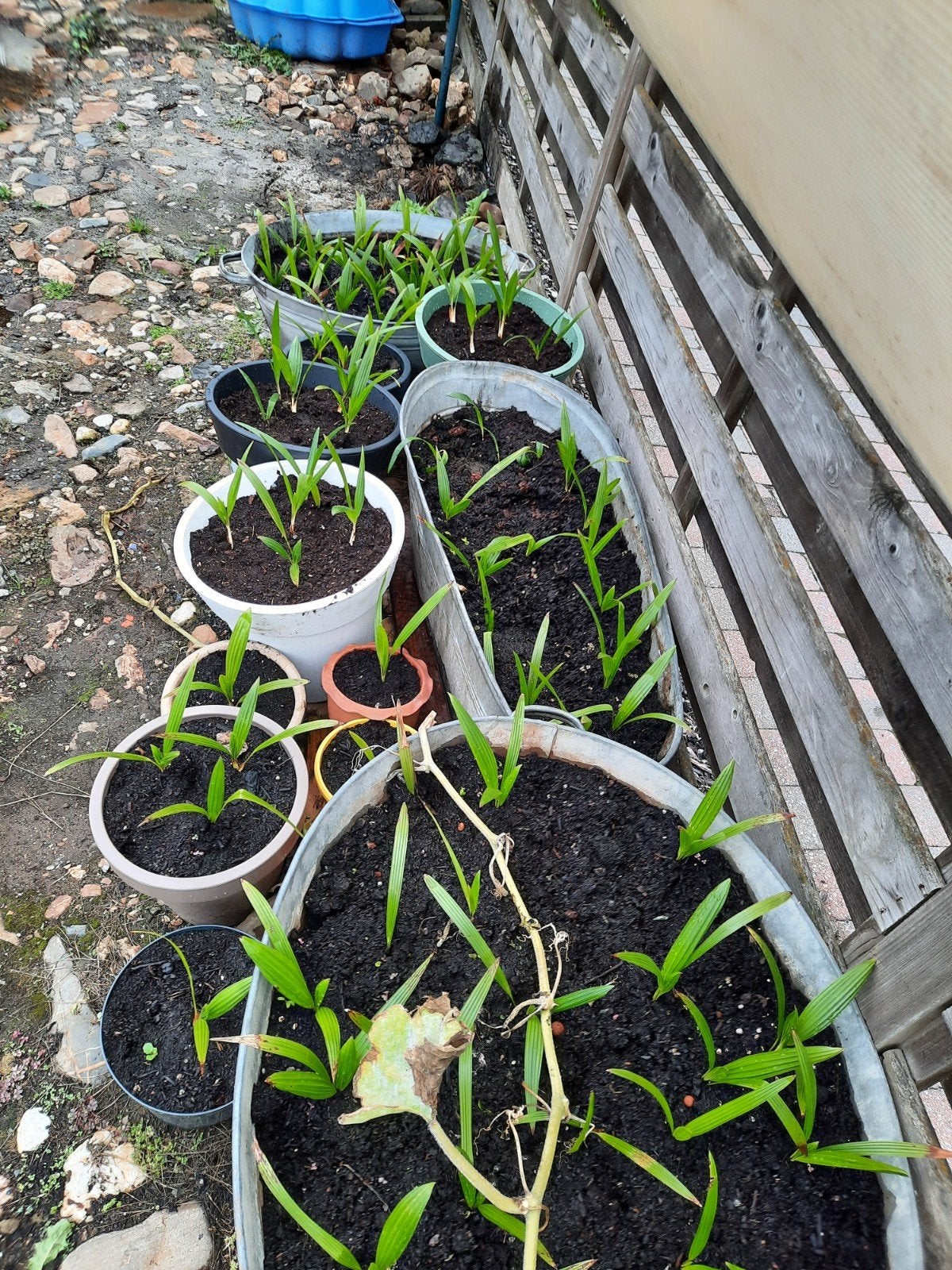palmboompjes, Ophalen