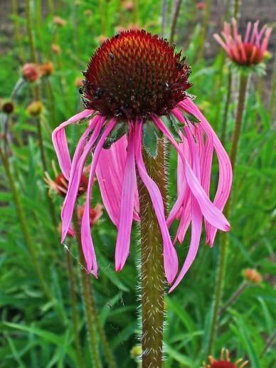 Echinacea pallida, Tuin en Terras, Ophalen