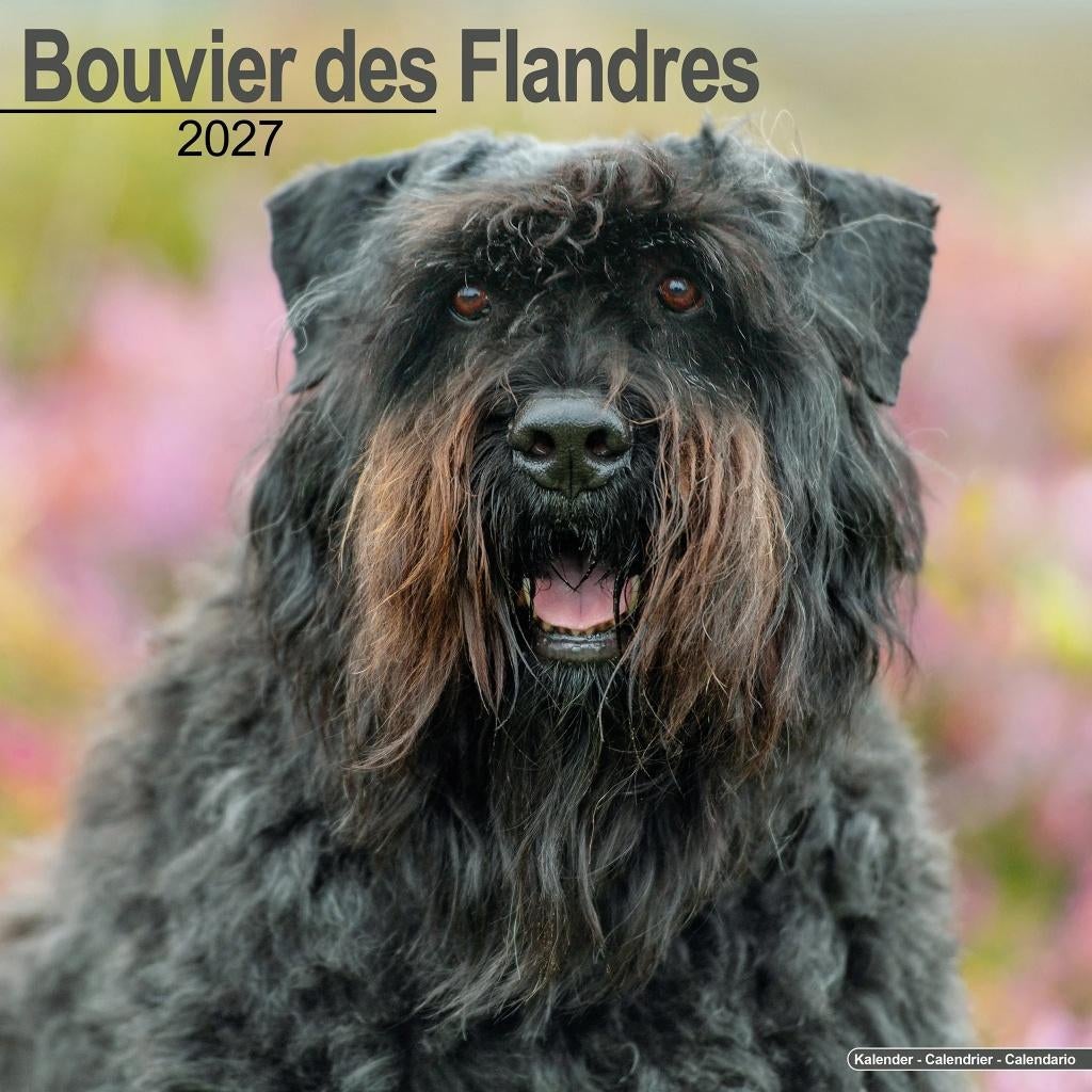 Calendrier Bouvier des Flandres 2027 en précommande, Envoi, Calendrier annuel, Neuf