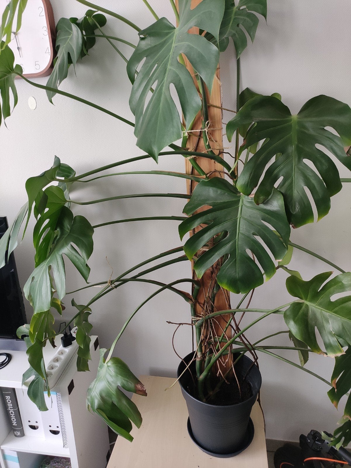 Grote Monstera Deliciosa plant (1m70), Enlèvement