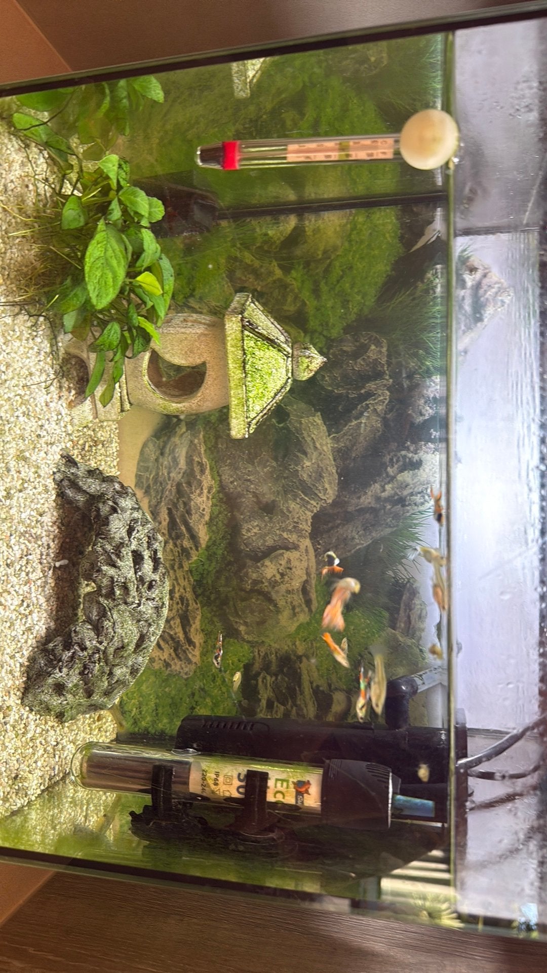 Guppy visjes te koop, Dieren en Toebehoren, Ophalen, Zo goed als nieuw