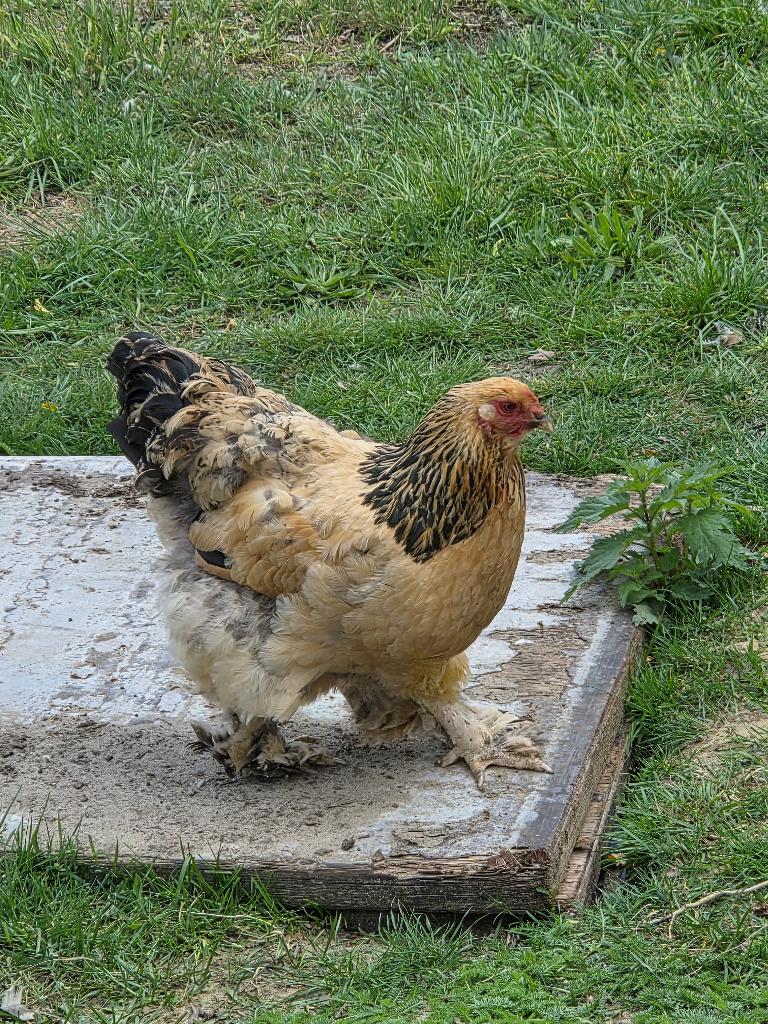 Brahma buff hen, Femelle, Poule ou poulet
