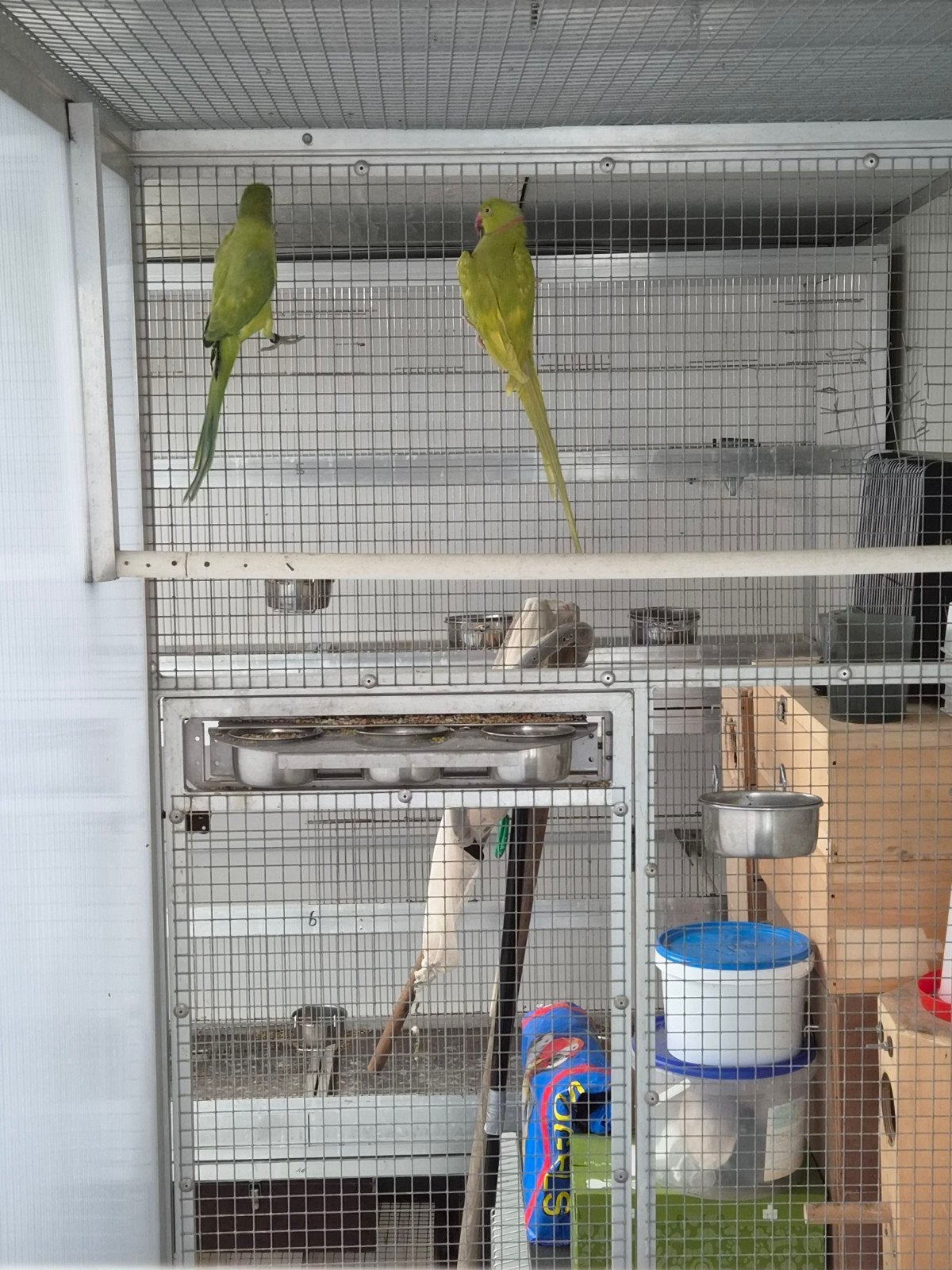 2 colliers pour couples reproducteurs à vendre, Animaux & Accessoires, Oiseaux | Perruches & Perroquets
