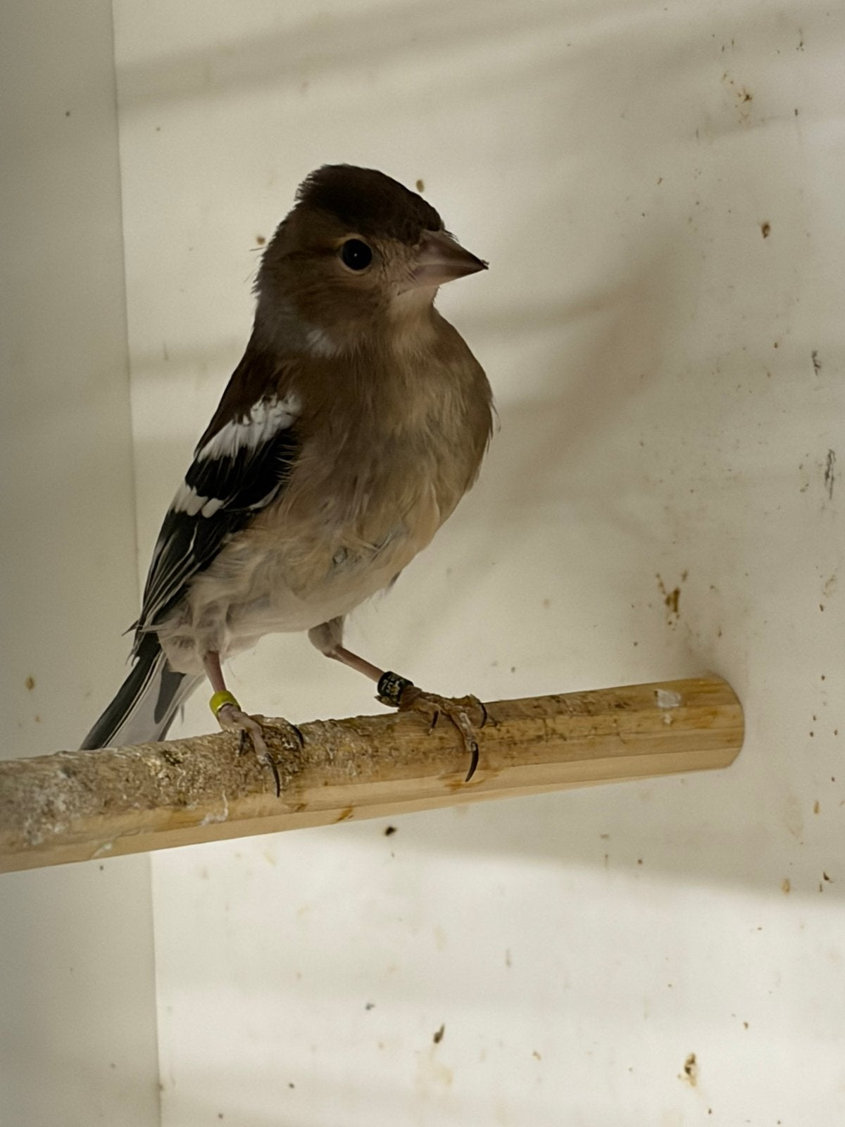 Botvink poppen, Dieren en Toebehoren