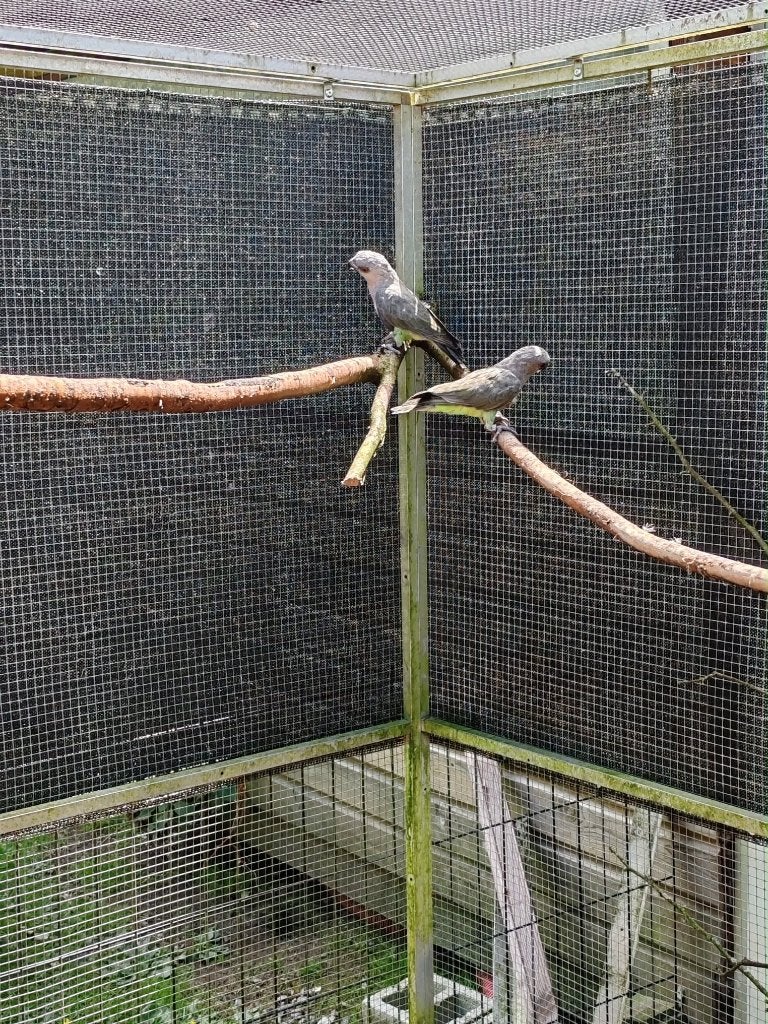 Poicephalus Rufiventris. 1-1