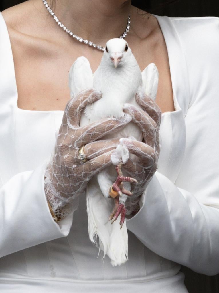 Witte duiven