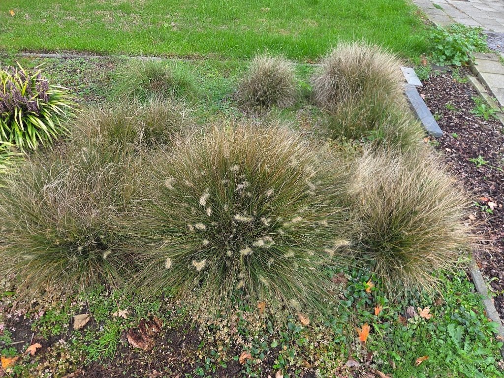 siergrassen, Tuin en Terras, Ophalen, Siergrassen