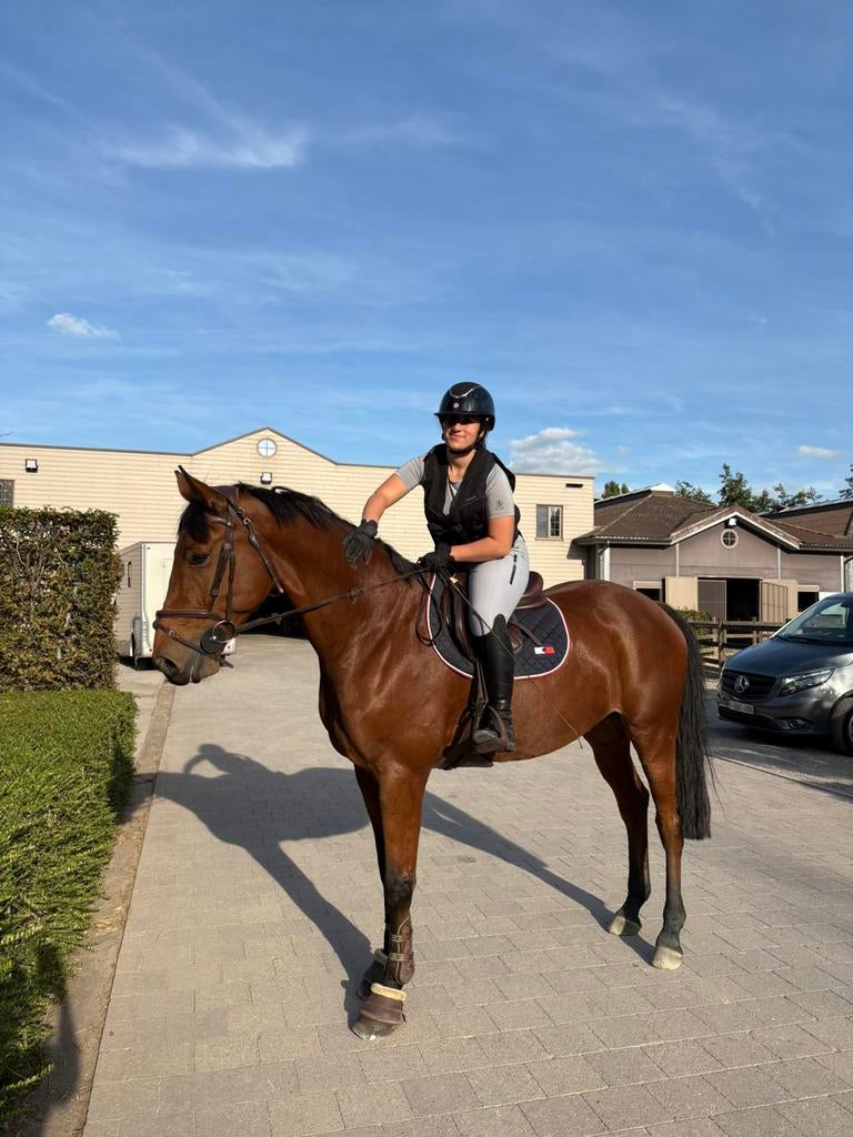 Halve stal paard gezocht, Dieren en Toebehoren, Paarden