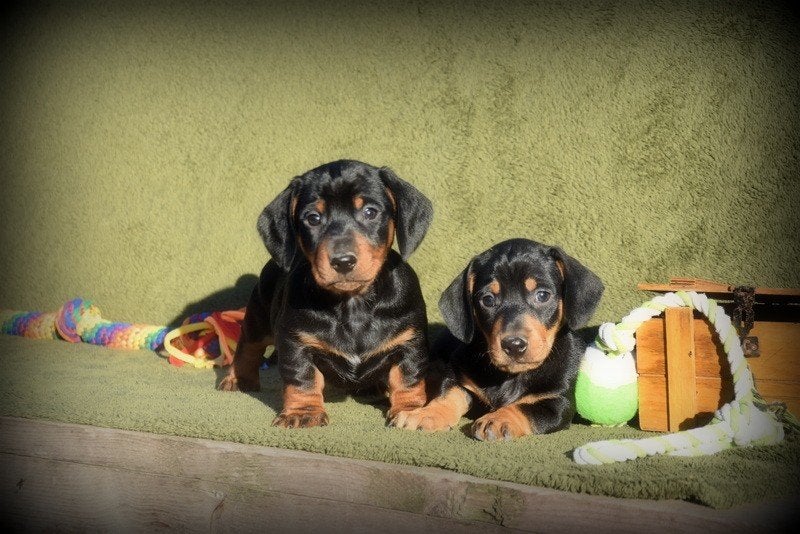 Prachtige Black and Tan Teckel pupjes, Dieren en Toebehoren, België, Reu, CDV (hondenziekte), 8 tot 15 weken