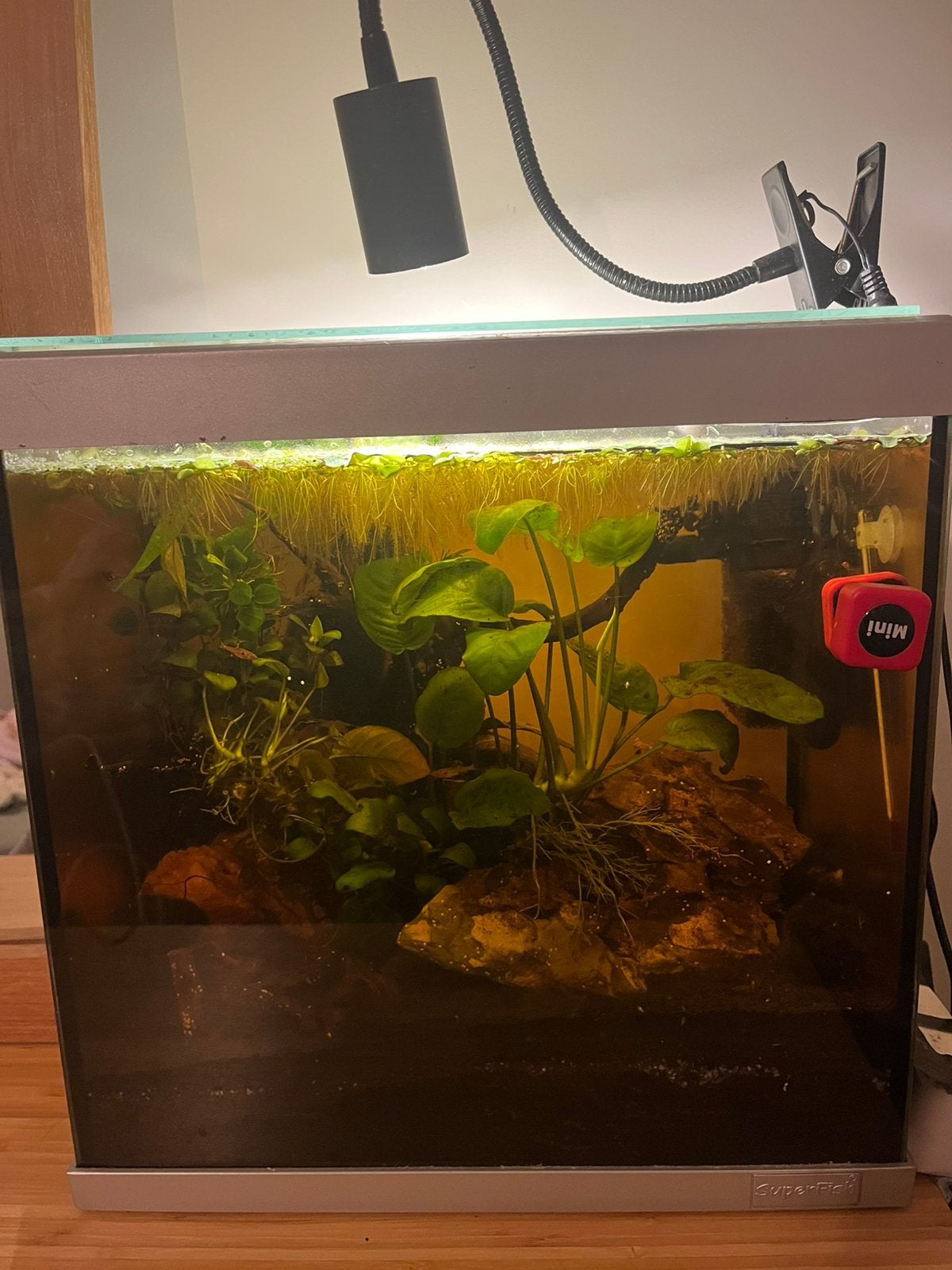 30 liter superfish aquarium, Ophalen, Gebruikt, Gevuld zoetwateraquarium, Pomp