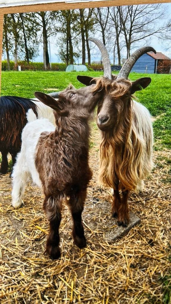 Wallische geiten bokken mieke ooi, Dieren en Toebehoren, Schapen, Geiten en Varkens