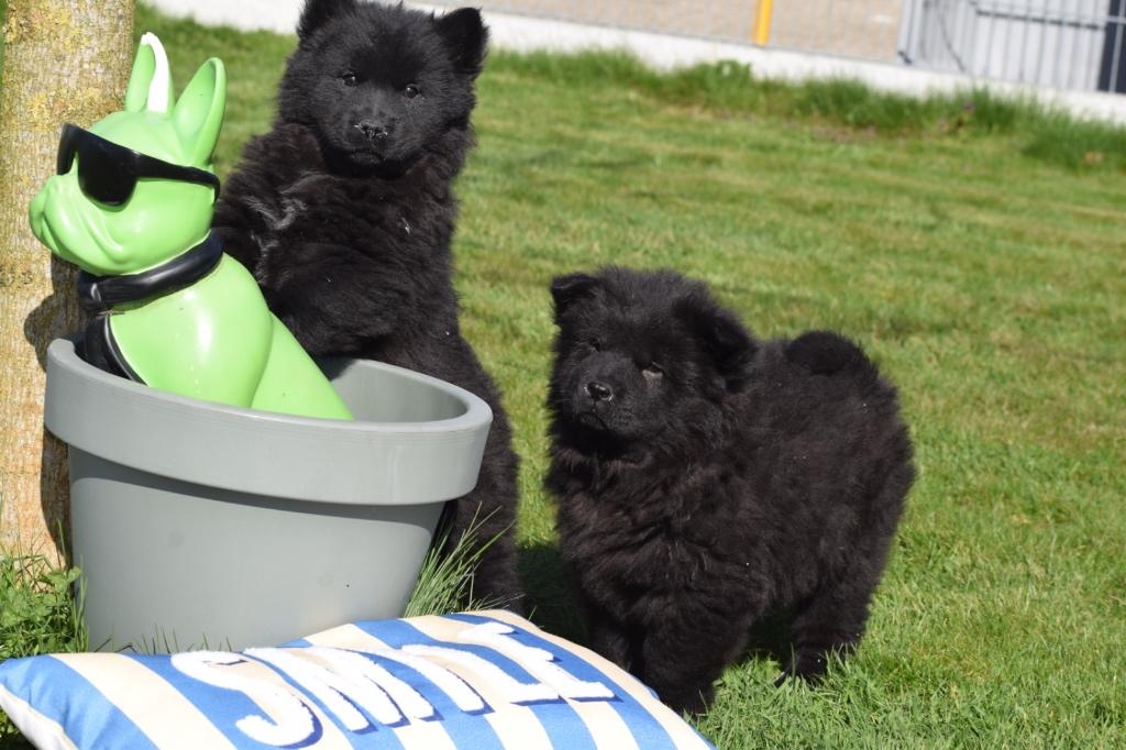 Chow chow pup, Dieren en Toebehoren, België, 15 weken tot 1 jaar, Teef, Poolhond