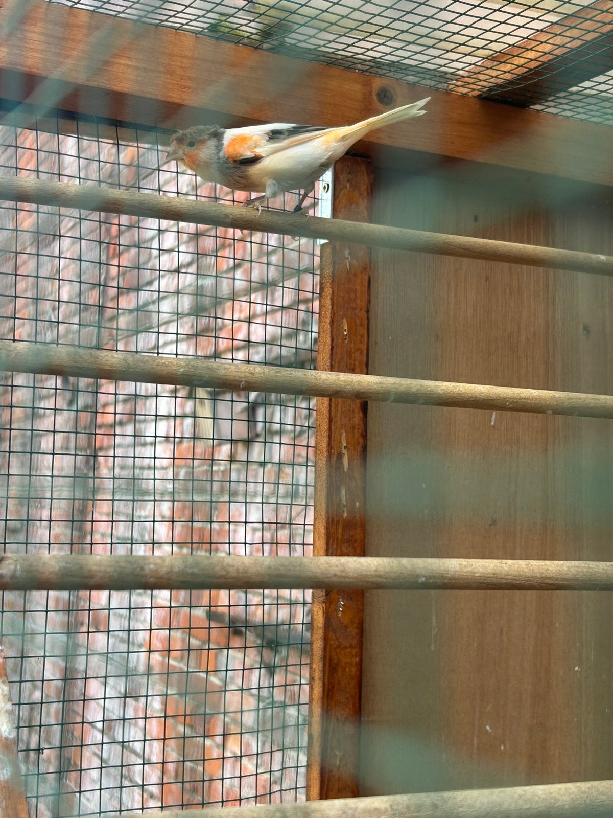 Portugees harlekijn kanarie man 2025, Dieren en Toebehoren, Vogels | Kanaries, Mannelijk, Kleurkanarie