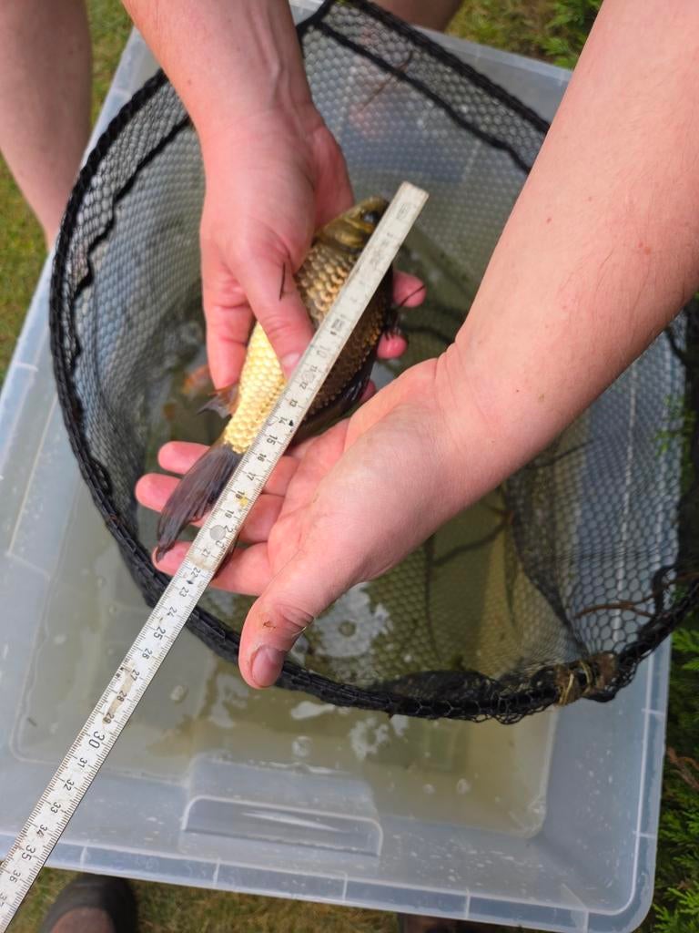 Mooie goudvis  18 cm – eigen kweek