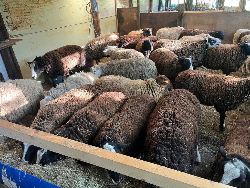 Schapen voor offerfeest