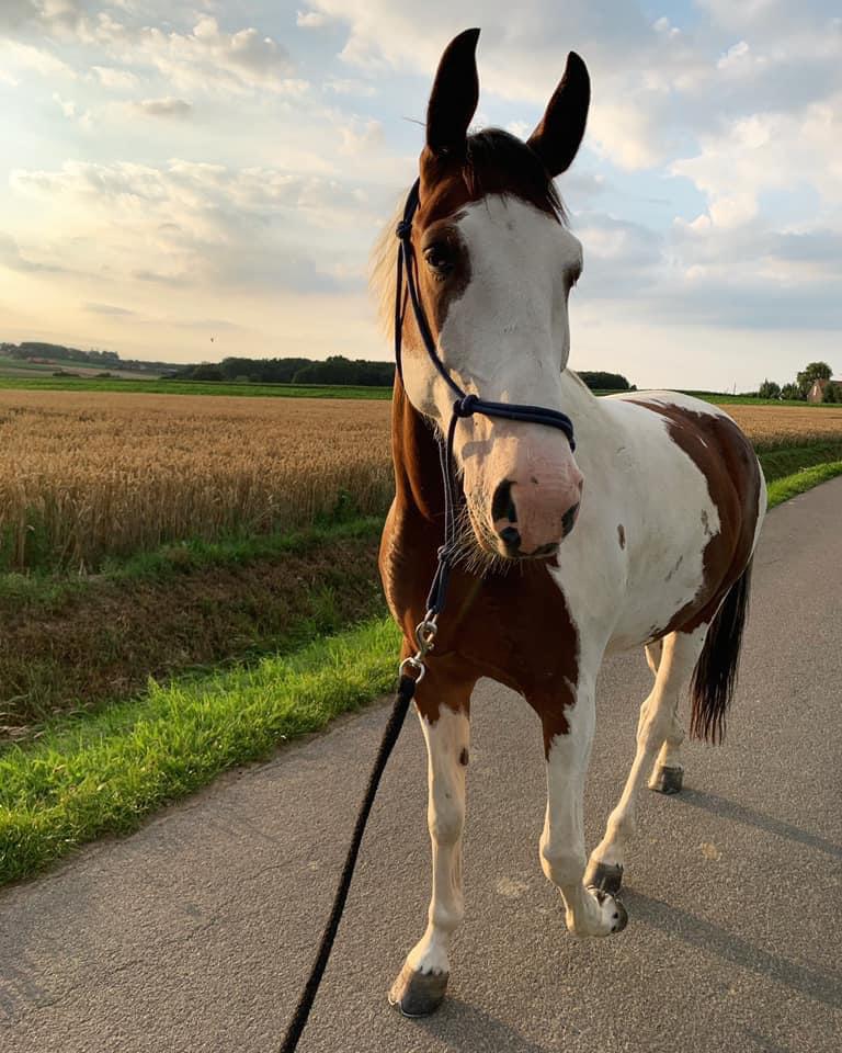 11 jarige ruin zoekt nieuwe thuis, Dieren en Toebehoren, Paarden, Ruin, Zadelmak