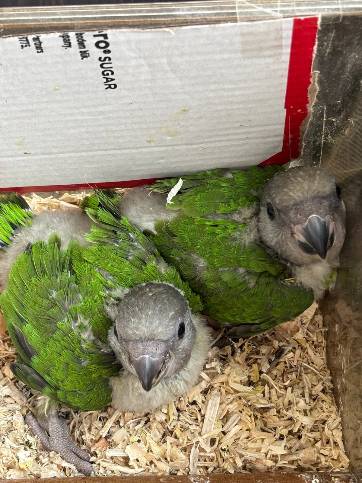 Tamme jonge bonte bier, Plusieurs animaux, Perroquet, Domestique