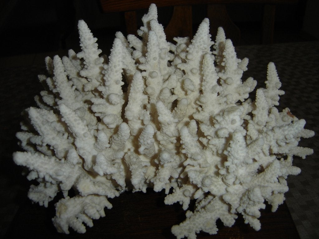 mooie witte koraal, Ophalen, Zo goed als nieuw, Plant(en), Steen of Hout, Overige merken