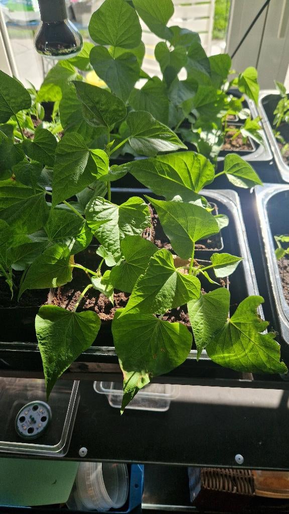 Zoete aardappel, Tuin en Terras, Ophalen