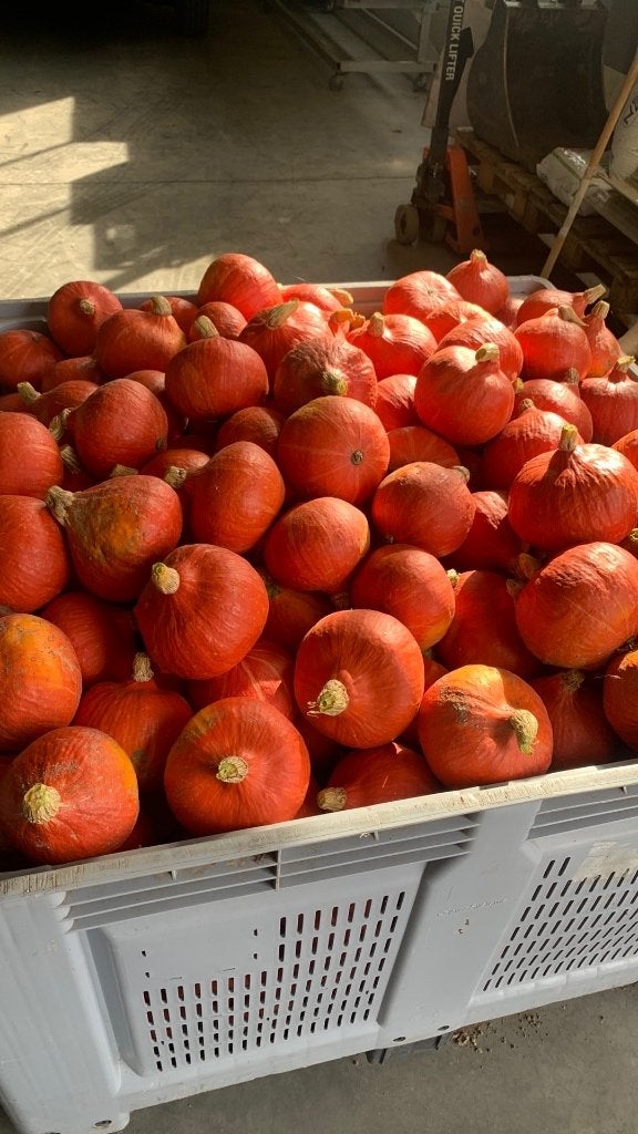 Pompoenen hokaido en buternutten, Ophalen of Verzenden