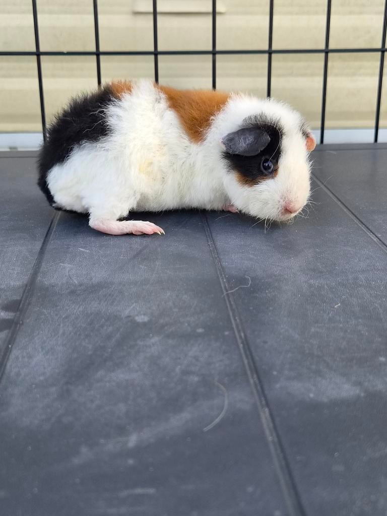 Rex cavia beertje, Mannelijk, Tam, Maart, Cavia