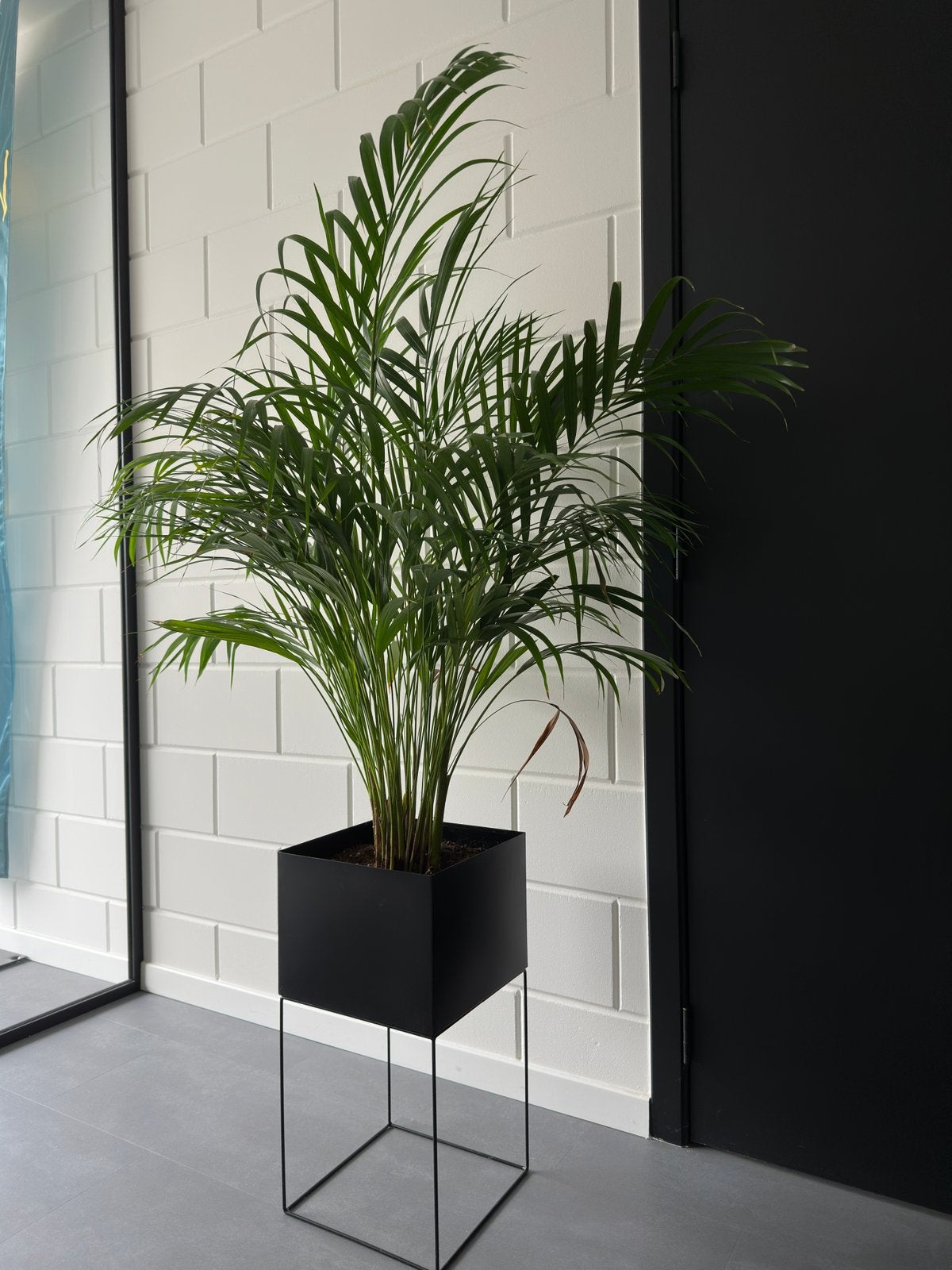 Mooie Areca Palm in pot, Huis en Inrichting, Kamerplanten, Ophalen, 100 tot 150 cm, Palm, Halfschaduw