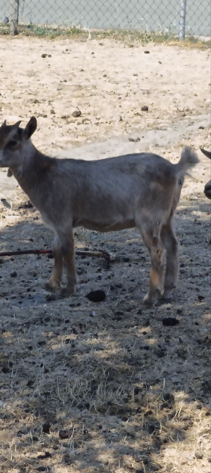 dwerggeitjes, Dieren en Toebehoren, Schapen, Geiten en Varkens, Vrouwelijk, Geit, 0 tot 2 jaar
