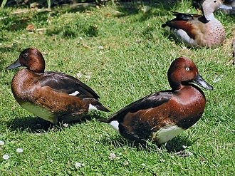 Witoog eenden, Dieren en Toebehoren